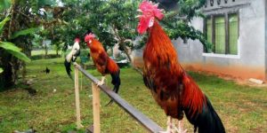 kokok_balenggek
